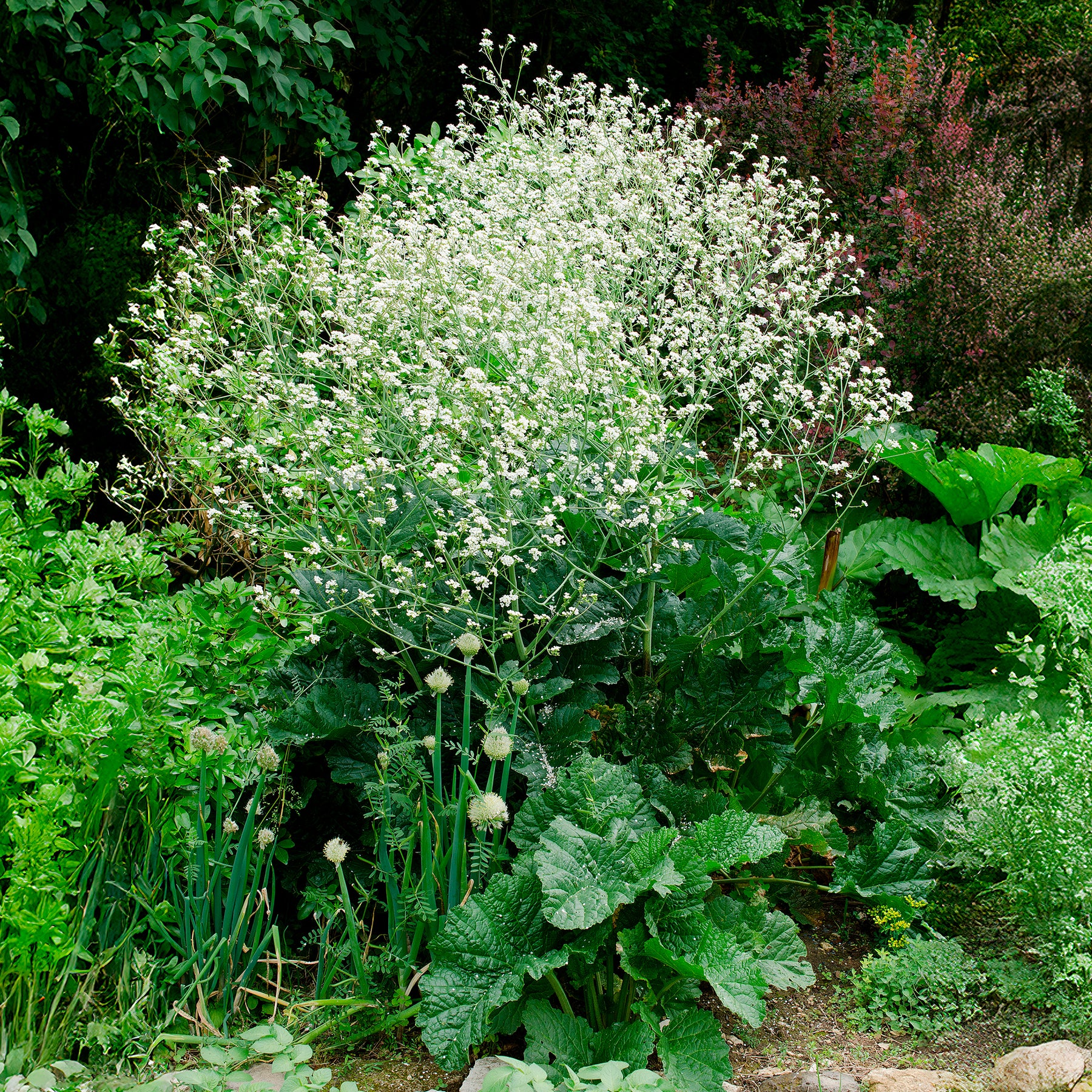 Fleurs vivaces - Chou nuage blanc - Crambe - Crambe cordifolia
