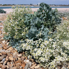 Vente Crambe maritime - Crambe maritima