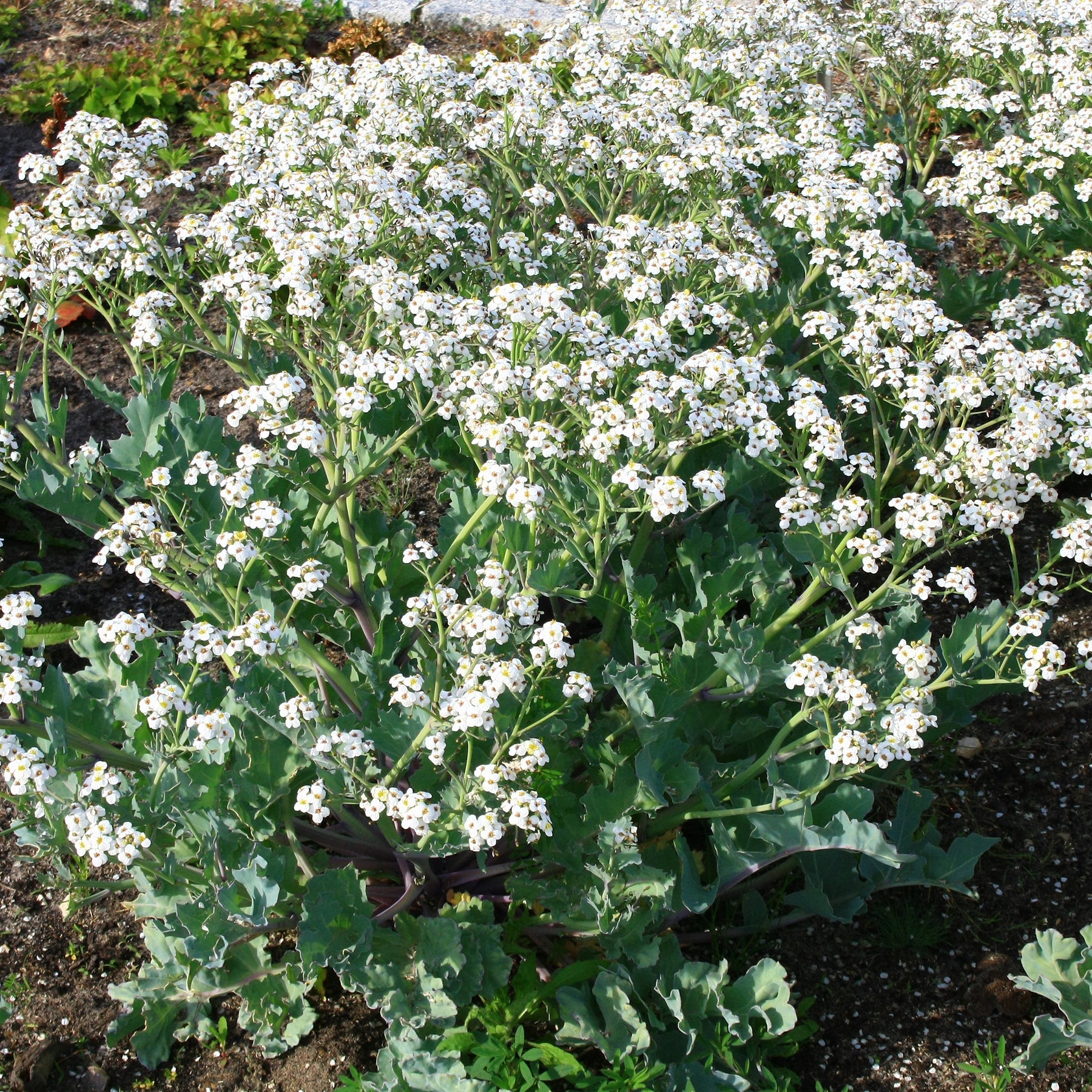 Crambe maritime - Crambe maritima - Willemse
