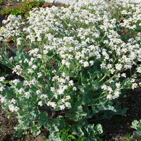 Crambe maritime - Crambe maritima - Willemse