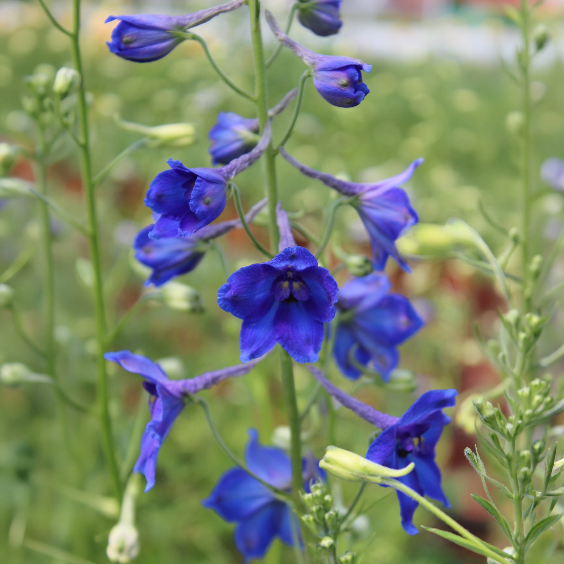 Delphinium Volkerfrieden - Delphinium ( belladonna group ) völkerfrieden - Willemse