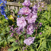 Delphinium géant Astolat - Willemse