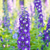 Delphinium géant King Arthur - Willemse