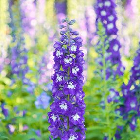 Delphinium géant King Arthur - Willemse