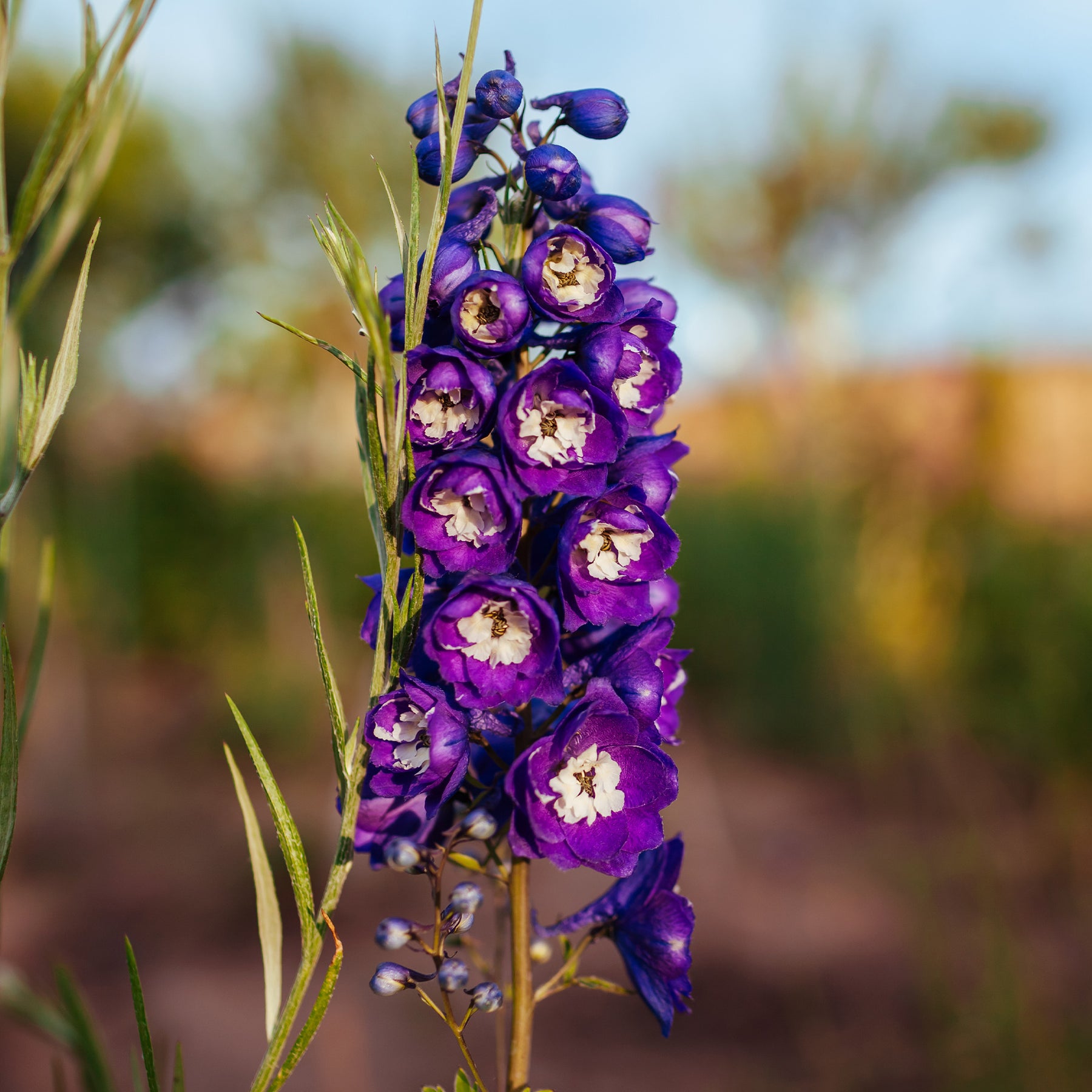 Delphinium Pacific King Arthur - Delphinium géant King Arthur - Delphinium