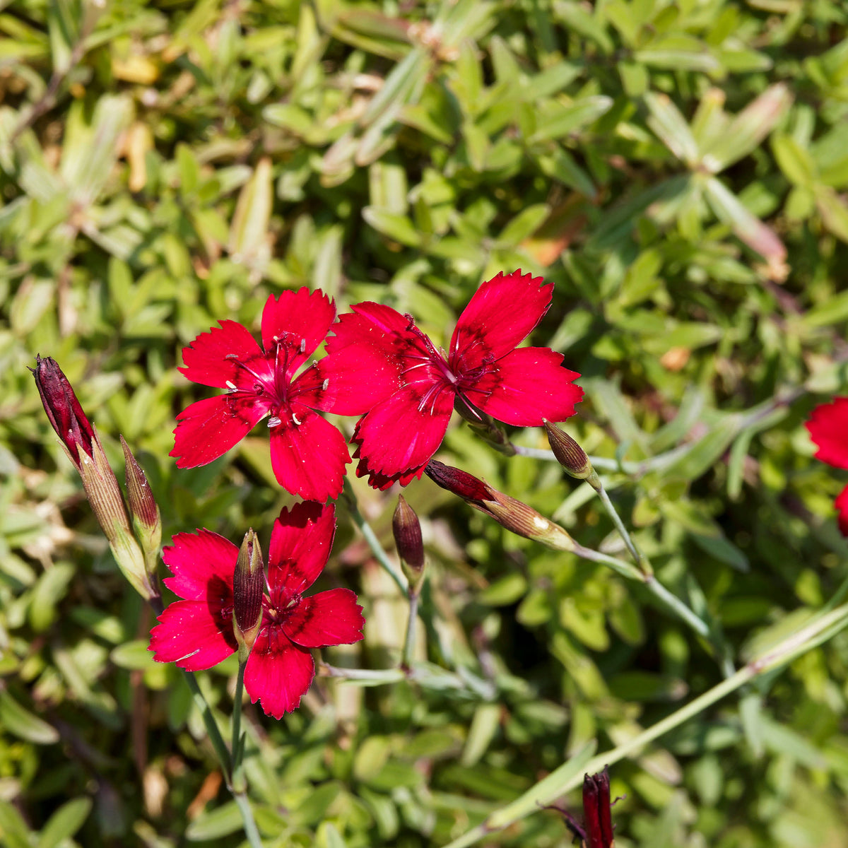 Œillet à delta Flashing Light - Dianthus deltoides flashing light - Willemse