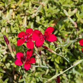 Œillet à delta Flashing Light - Dianthus deltoides flashing light - Willemse
