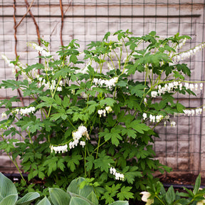 Coeur de Marie blanc - Dicentra spectabilis Alba - Willemse