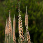 Digitale ferreuse Gigantea - Willemse