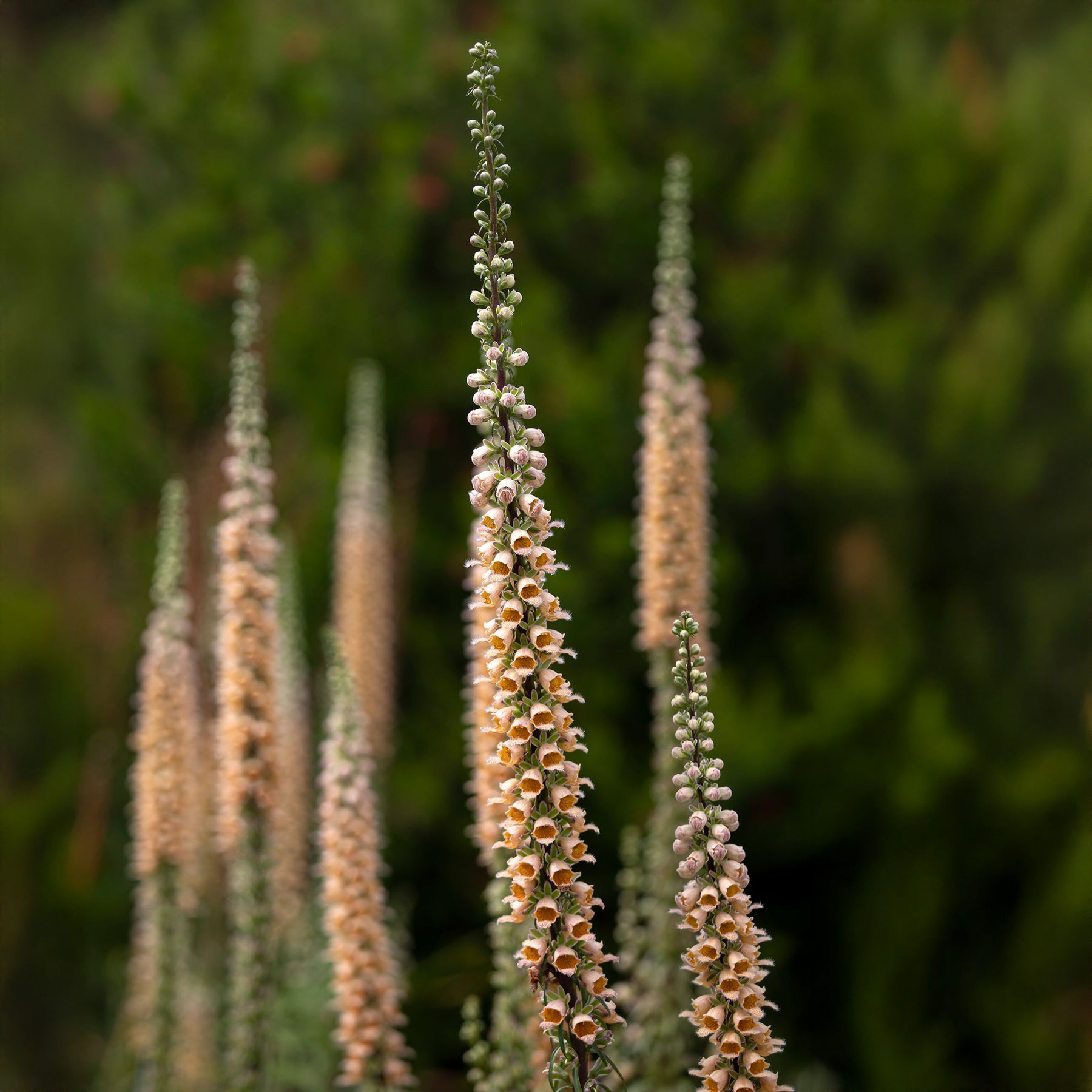 Digitale ferreuse Gigantea - Willemse