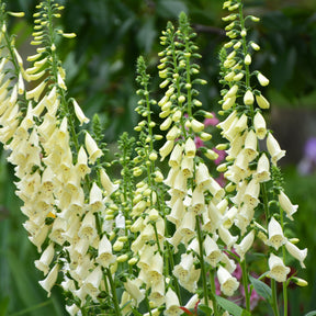 Digitale pourpre blanche - Digitalis purpurea alba - Willemse