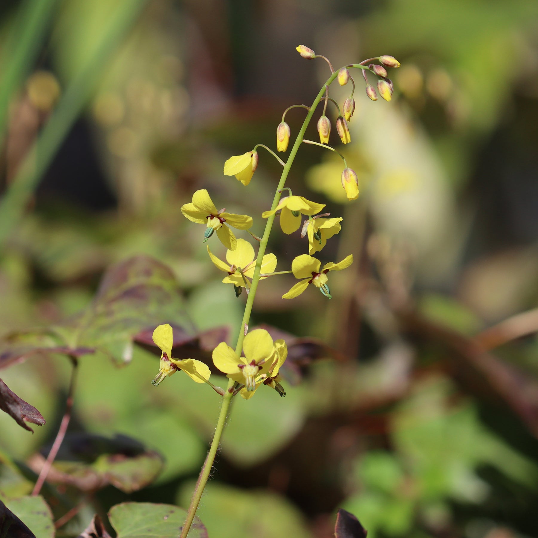 Epimedium Frohnleiten