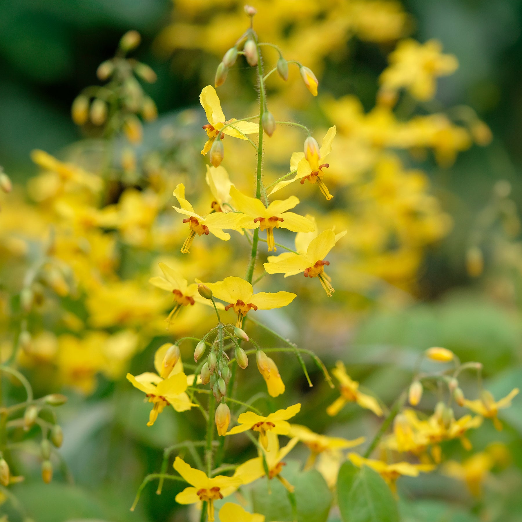 Epimedium Frohnleiten