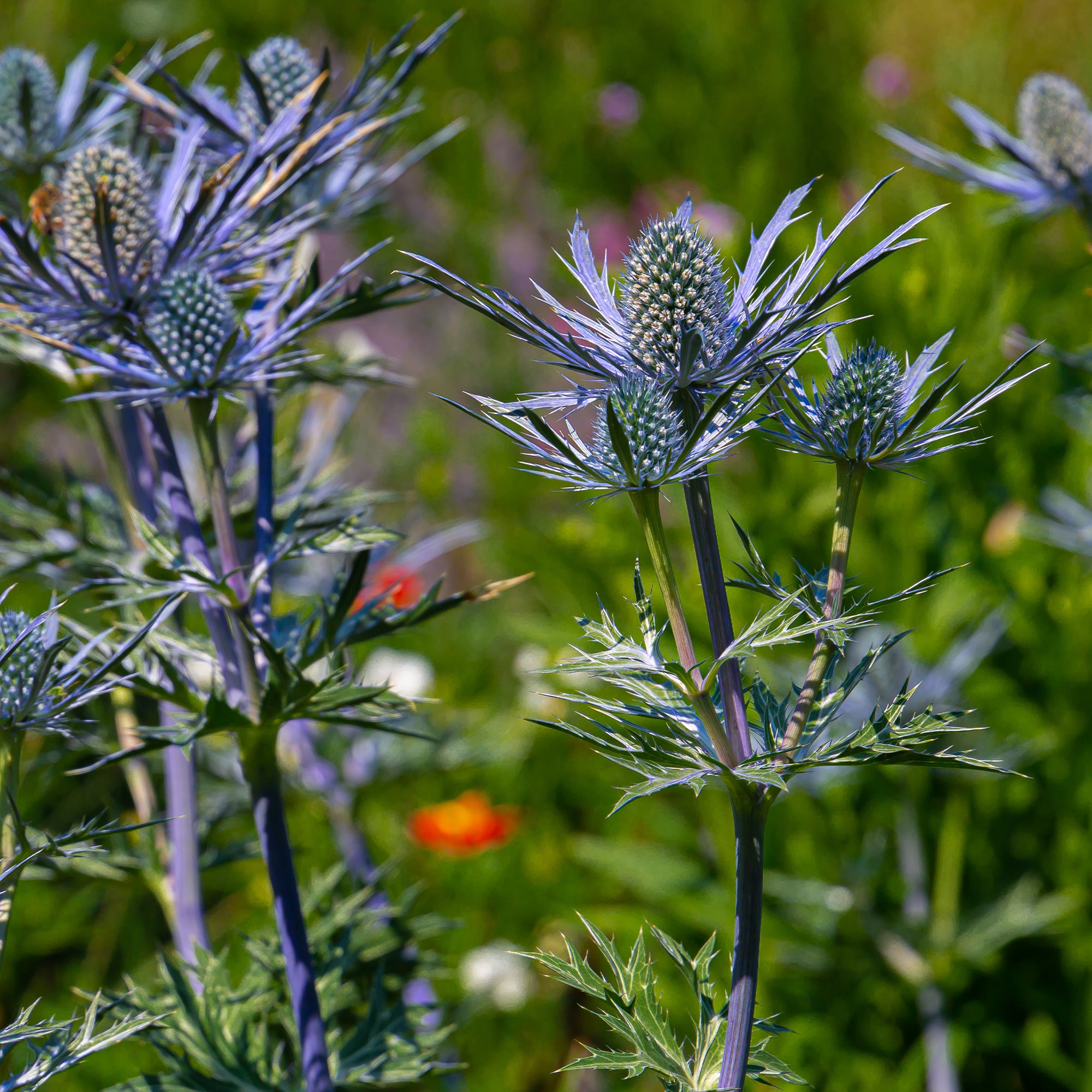 Panicaut maritime Lapis Blue - Eryngium yuccifolium