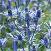 Panicaut hybride Big Blue - Willemse