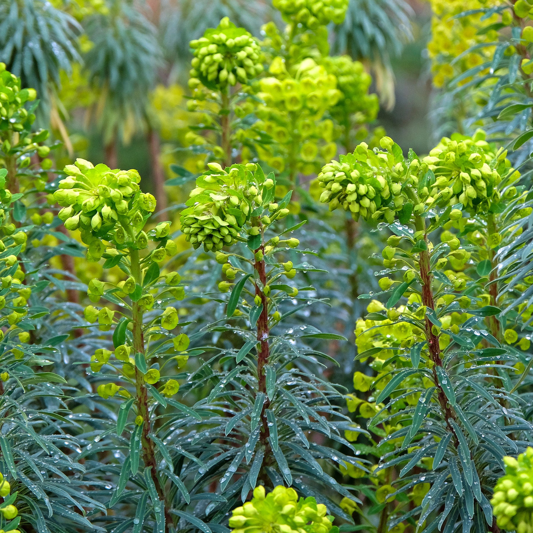 Euphorbe characias Blue Wonder - Willemse
