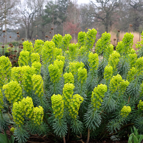 Vente Euphorbe characias Blue Wonder - Euphorbia characias blue wonder