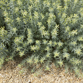 Euphorbe des Baléares - Willemse