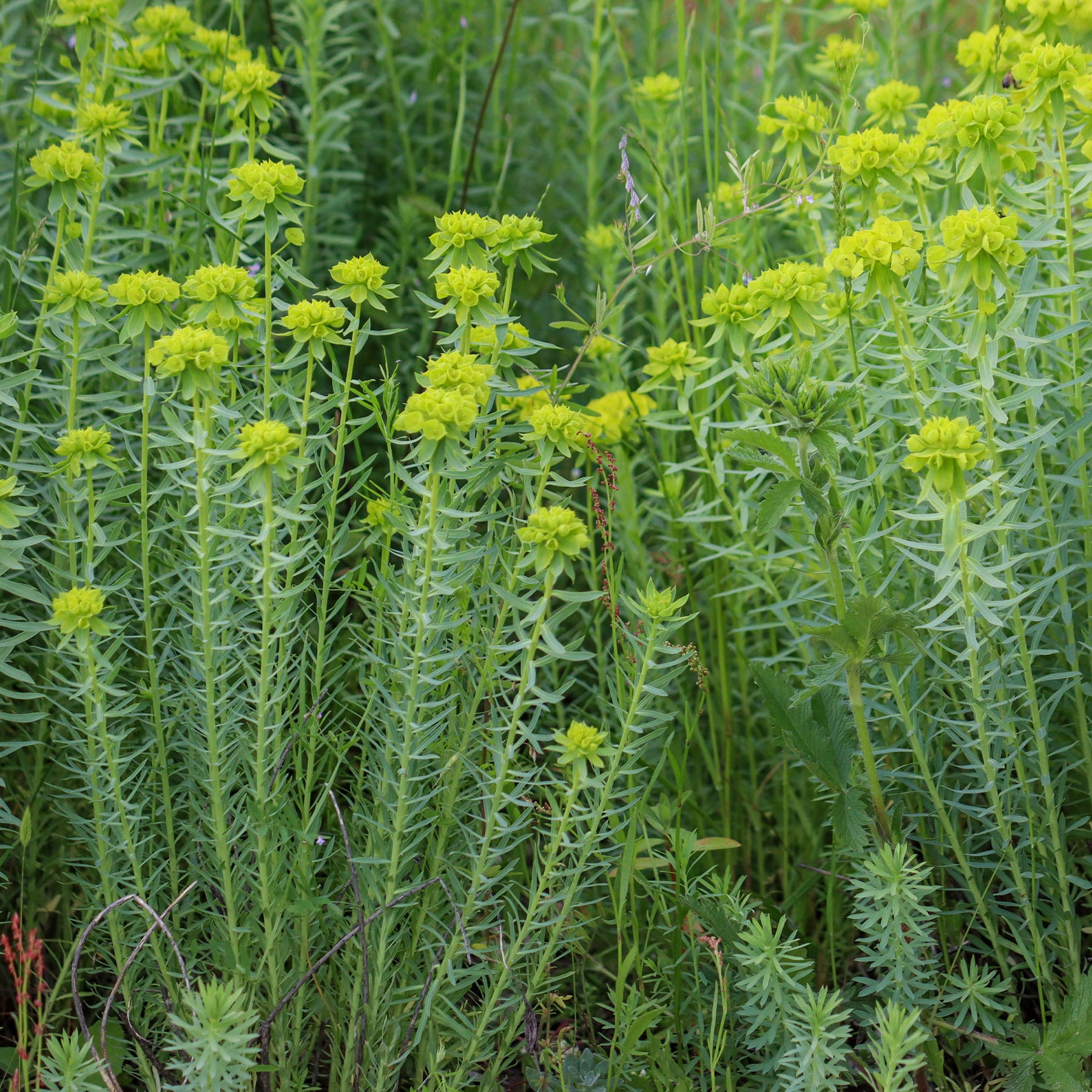 Euphorbe - Euphorbe de Sibérie - Euphorbia seguieriana subsp. niciciana