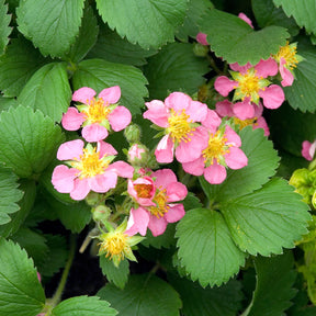 Fraisier rose Pink Panda - Fragaria comarum Pink Panda - Willemse