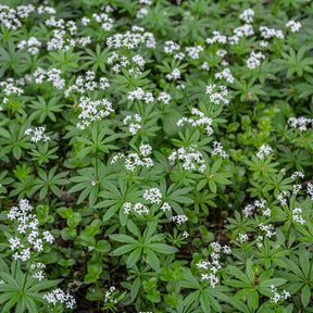 Galium odoratum - Aspérule odorante - Petit Muguet - Muguet