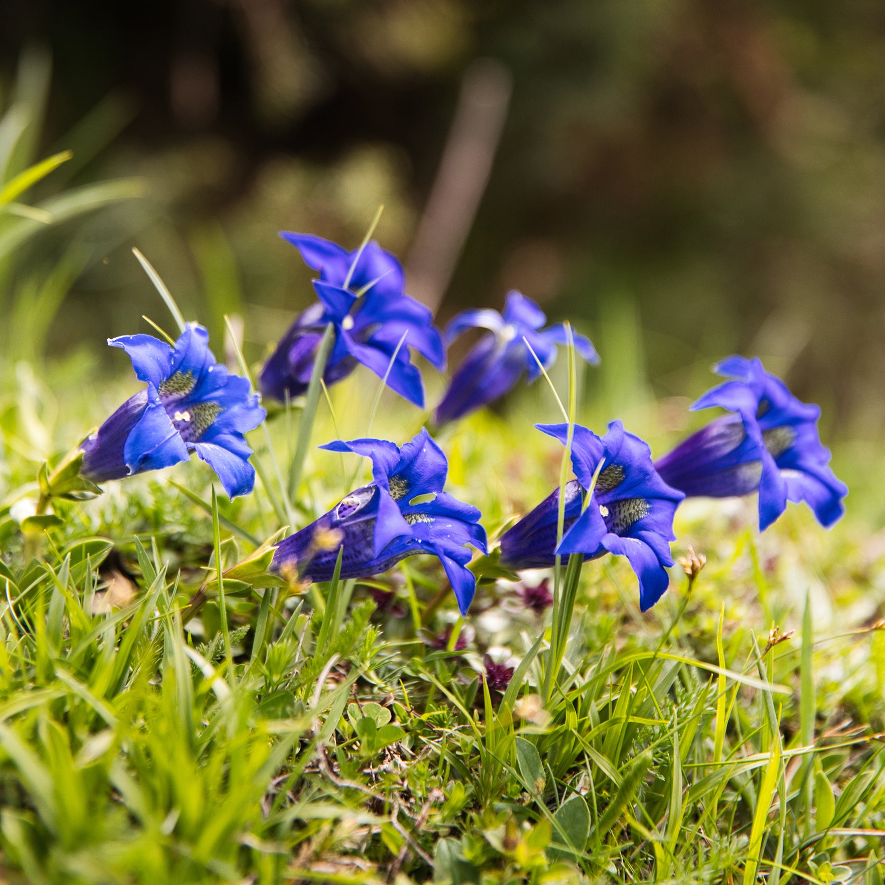 Gentiane acaule - Gentiana acaulis - Willemse