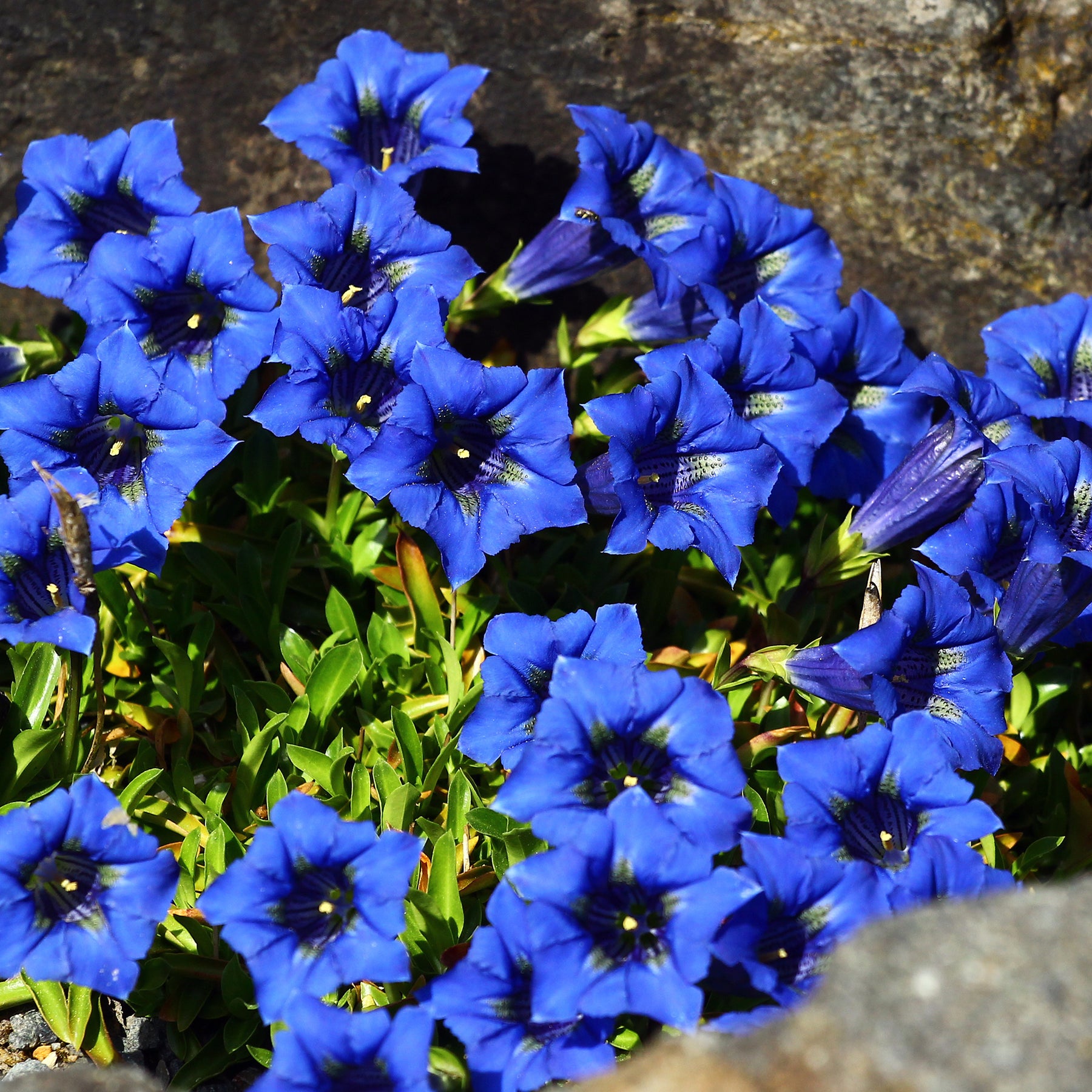 Gentiane - Gentiana - Gentiane acaule - Gentiana acaulis