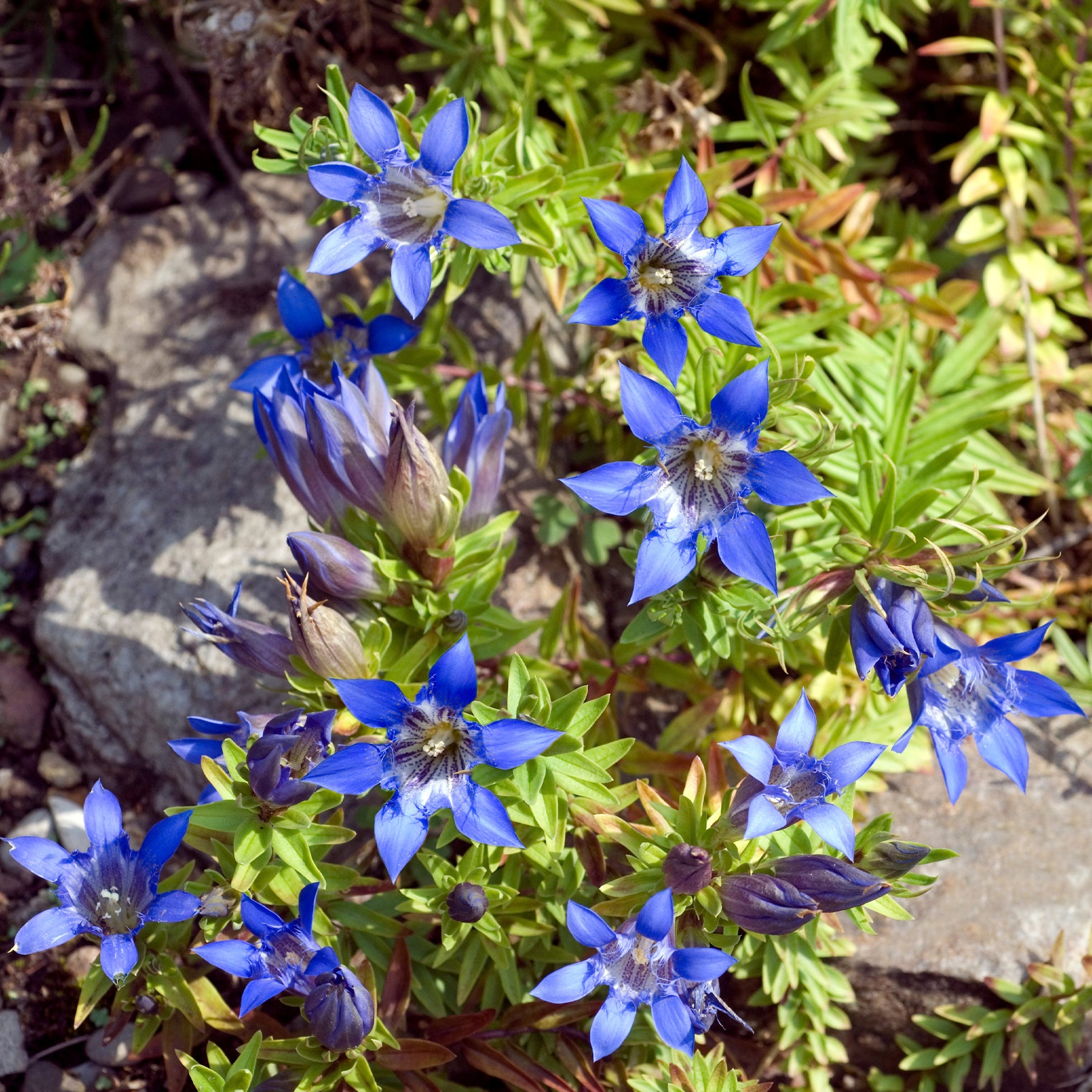 Vente Gentiane d'été - Gentiana septemfida