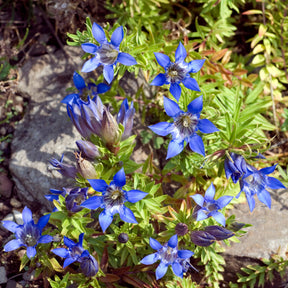 Vente Gentiane d'été - Gentiana septemfida