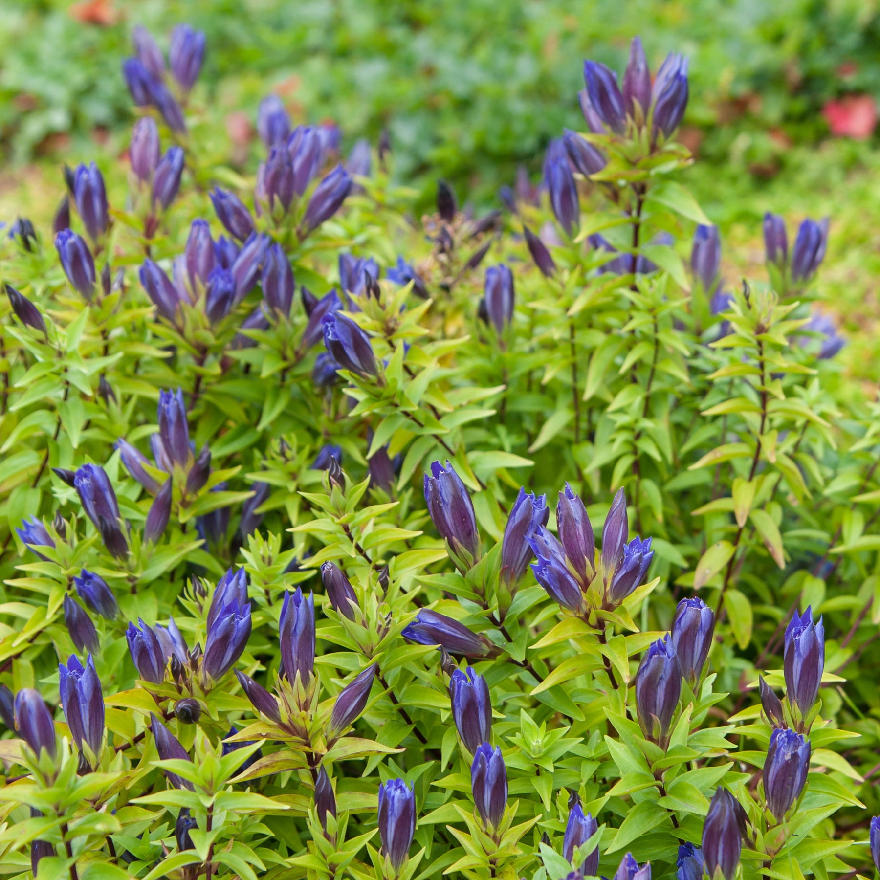 Gentiana septemfida - Gentiane d'été - Fleurs vivaces