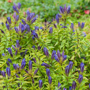Gentiana septemfida - Gentiane d'été - Fleurs vivaces