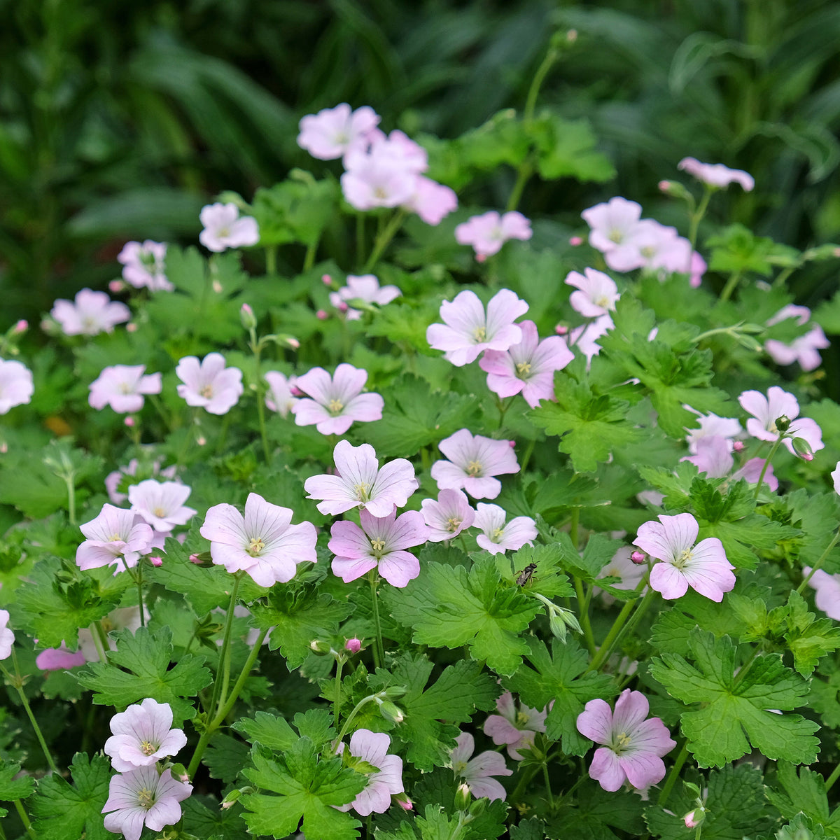 Géranium vivace Dreamland - Willemse