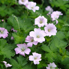 Géranium vivace Dreamland - Geranium bremdream dreamland - Willemse