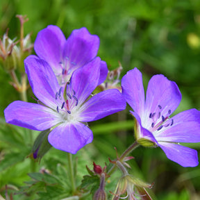 Géranium vivace des près - Willemse