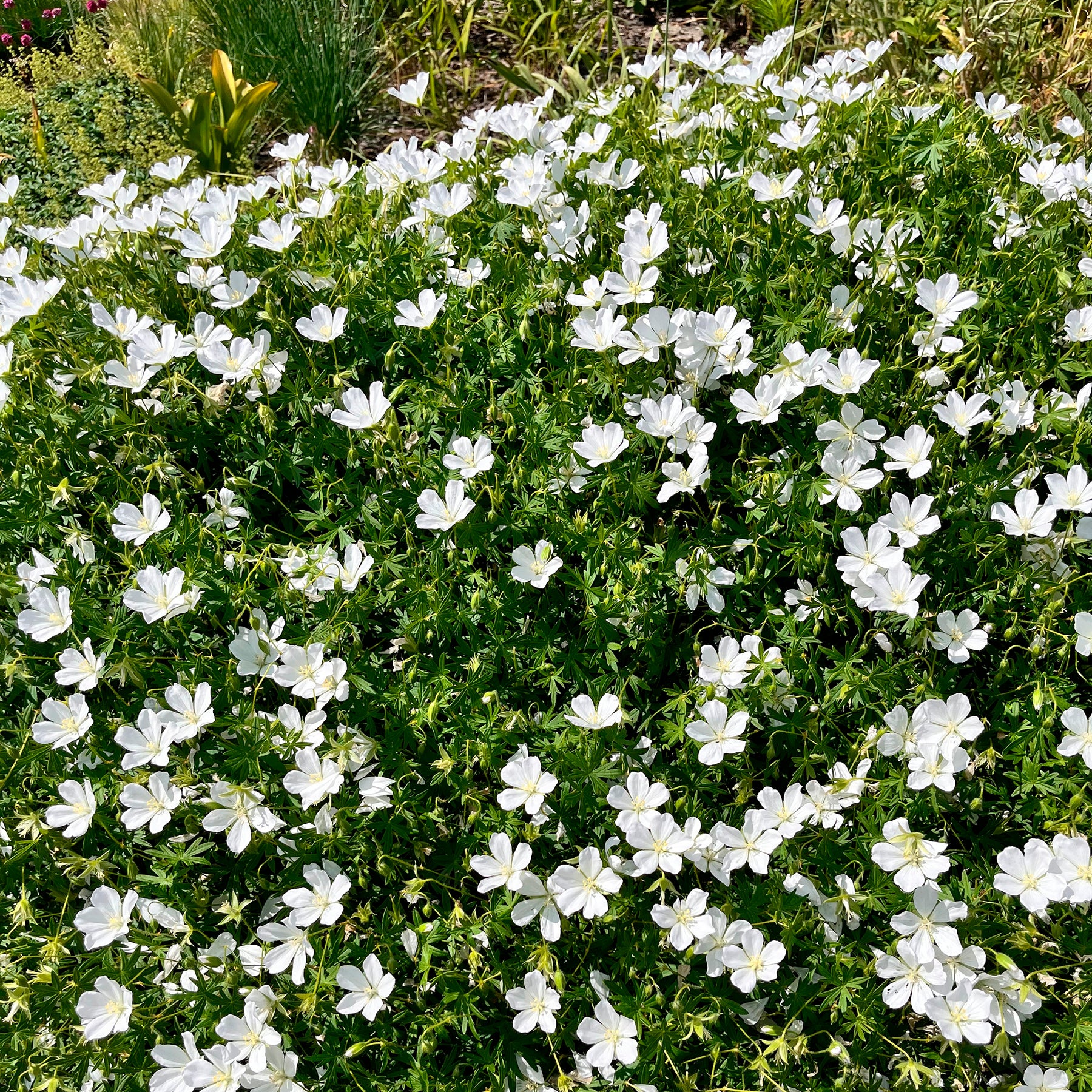 Geranium sanguineum Album - Géranium vivace Album - Géraniums vivaces