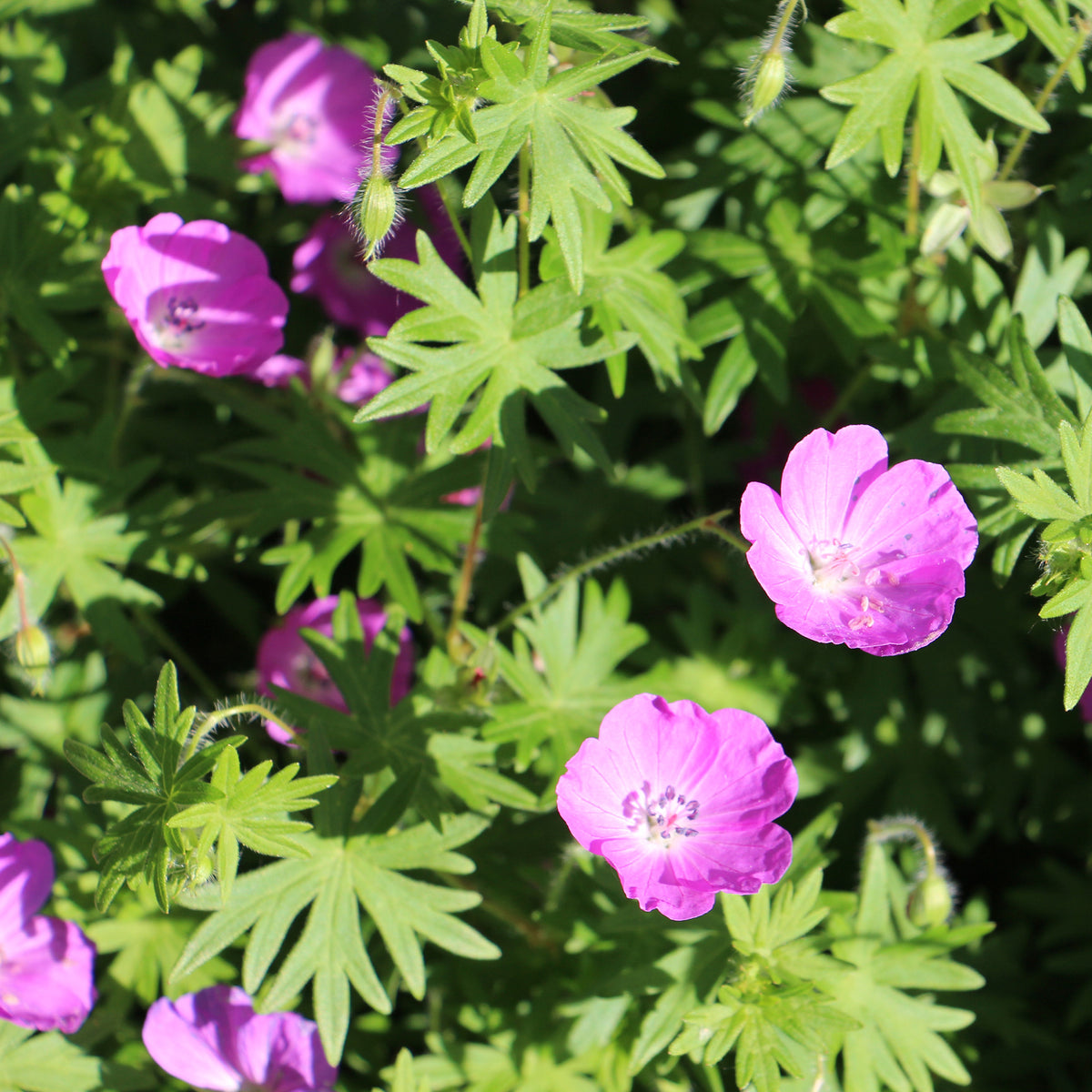 Géranium vivace sanguin Compactum - Geranium sanguineum compactum - Willemse