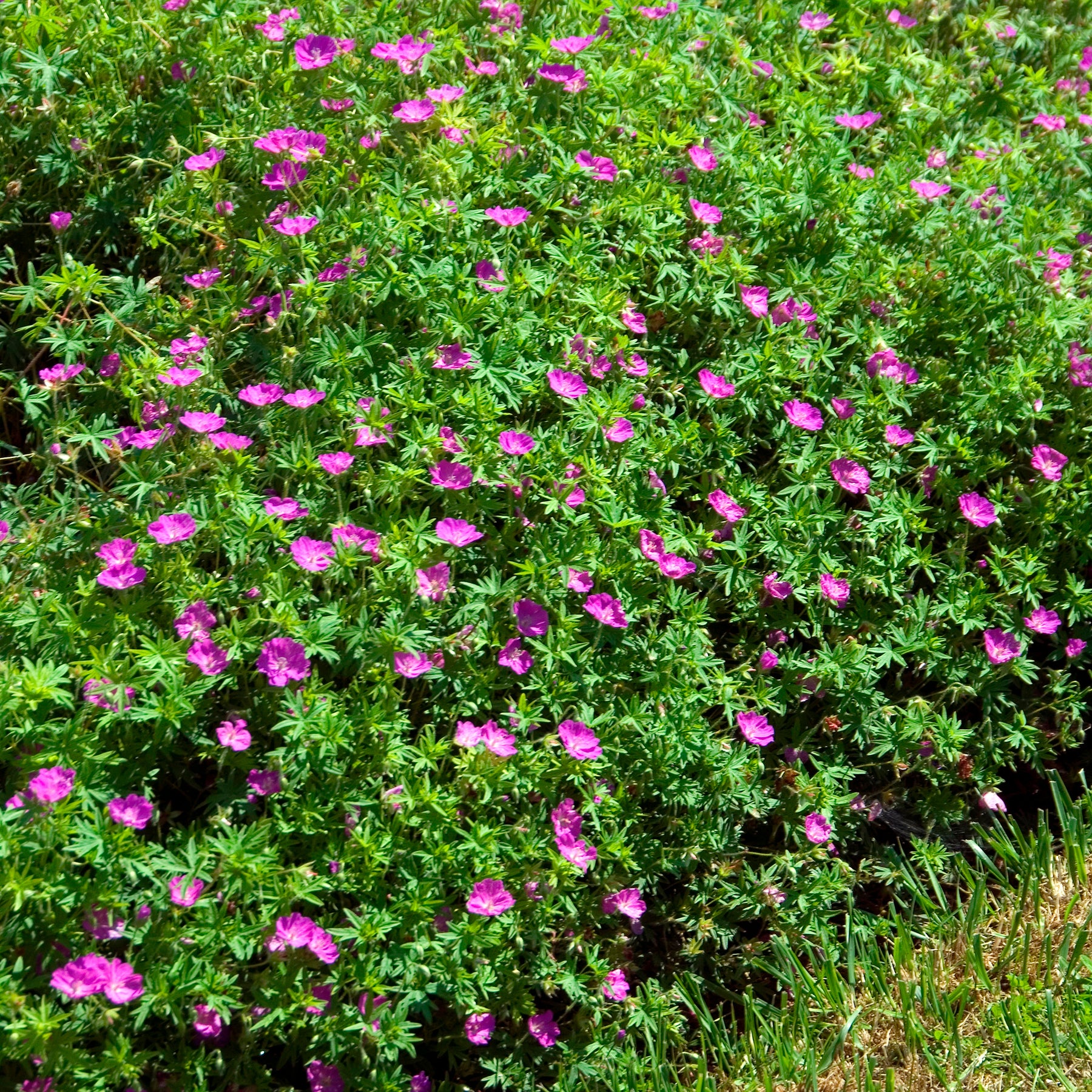 Géranium vivace sanguin Compactum - Willemse