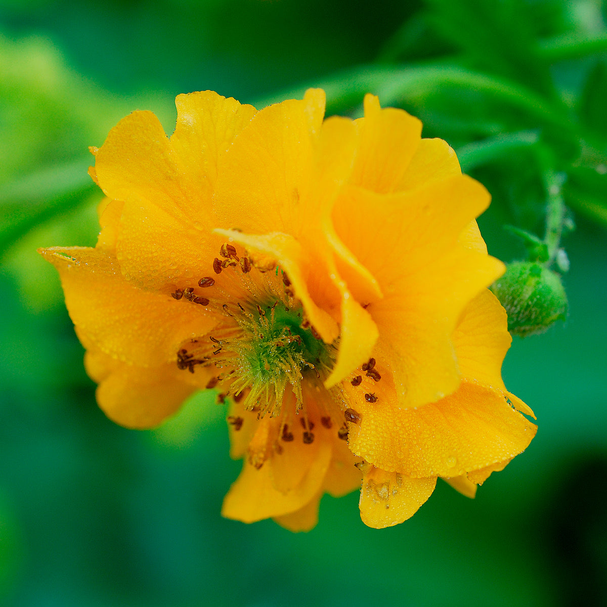 Benoîte Lady Stratheden - Willemse