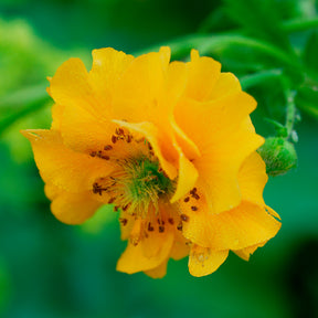 Benoîte Lady Stratheden - Willemse