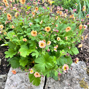 Geum mai tai ( cocktail series ) - Benoîte Mai Tai - Benoîte