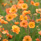 Benoîte Prinses Juliana - Willemse