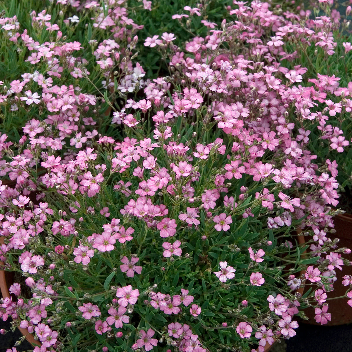 Gypsophile rampant Rosea - Willemse