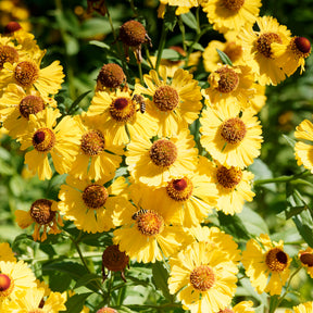 Helenium autumnale Pumilum Magnificum - Hélénie d'automne Pumilum Magnificum - Hélénie