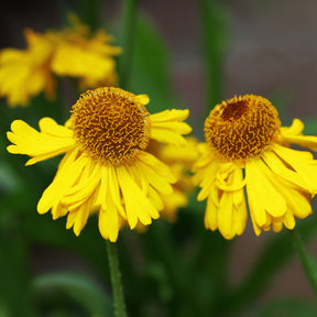 Hélénie - Hélénie d'automne Pumilum Magnificum - Helenium autumnale Pumilum Magnificum