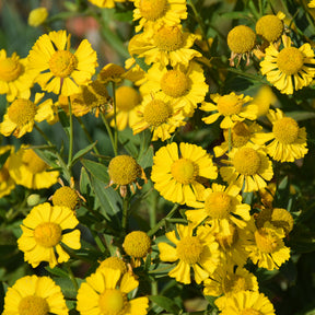 Hélénie Kanaria - Helenium kanaria - Willemse