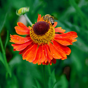 Hélénie Sahin's Early Flowerer - Helenium Sahin's Early Flowered - Willemse