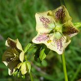 Hellébore d'Orient vert-moucheté - Willemse