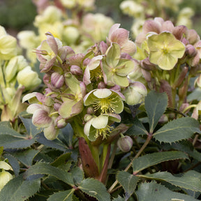 Hellébores - Hellébore de Stern - Helleborus sternii