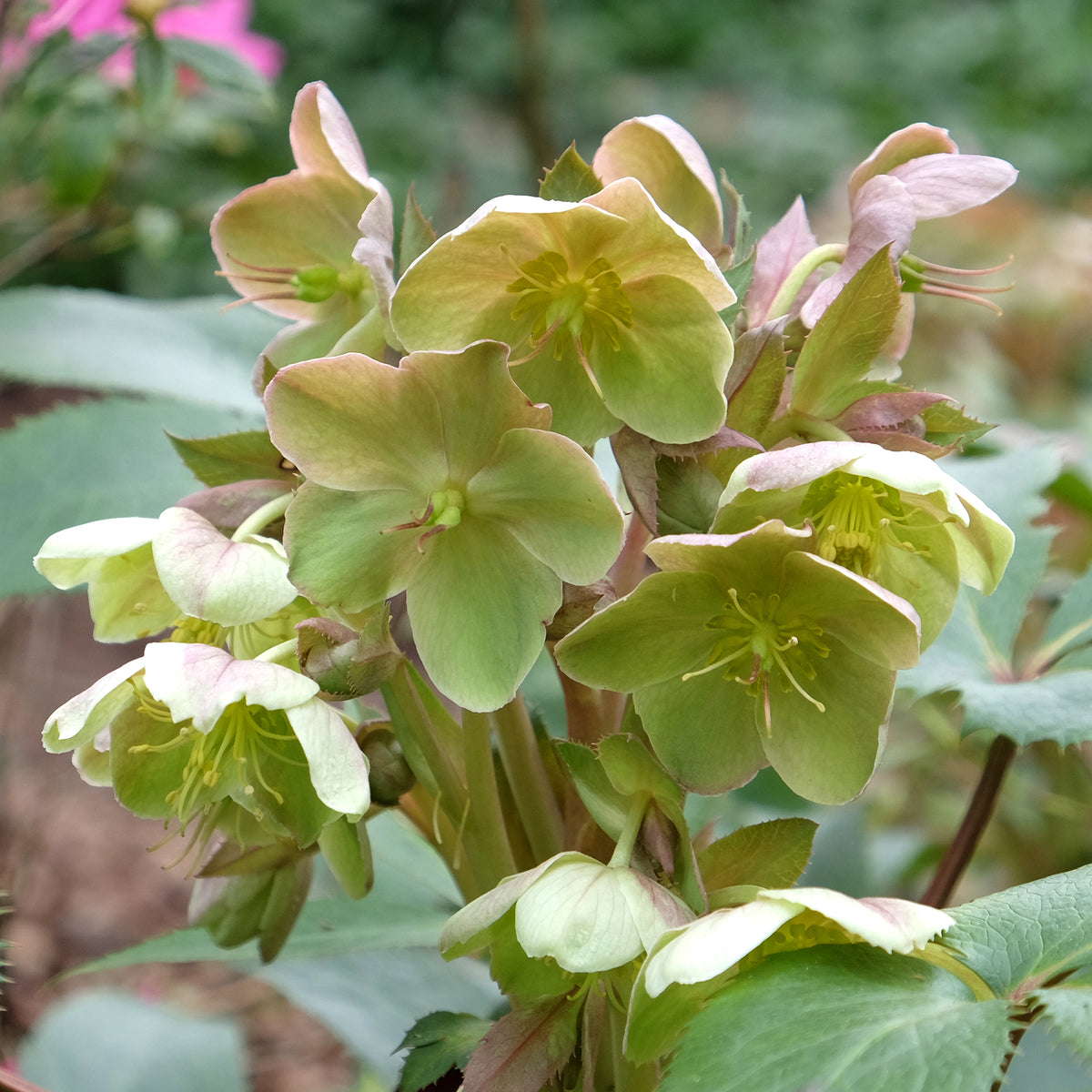 Hellébore de Stern - Helleborus sternii - Willemse