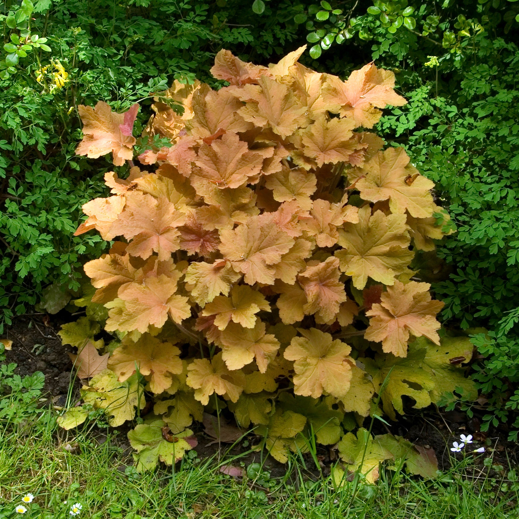 Heuchera caramel - Heuchère Caramel - Heuchères